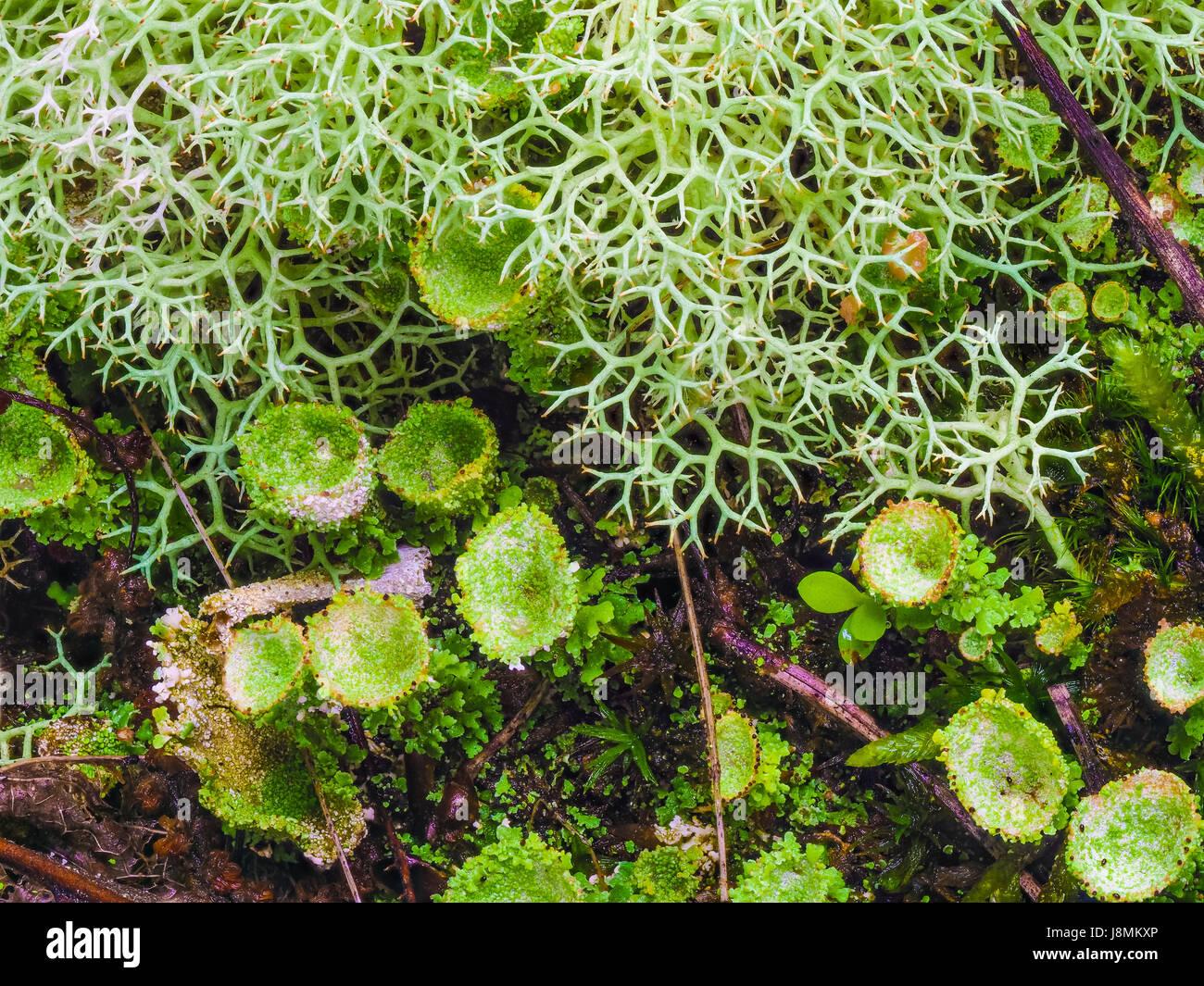 various-mosses-and-lichens-on-the-forest-floor-at-hot-springs-national-J8MKXP.jpg