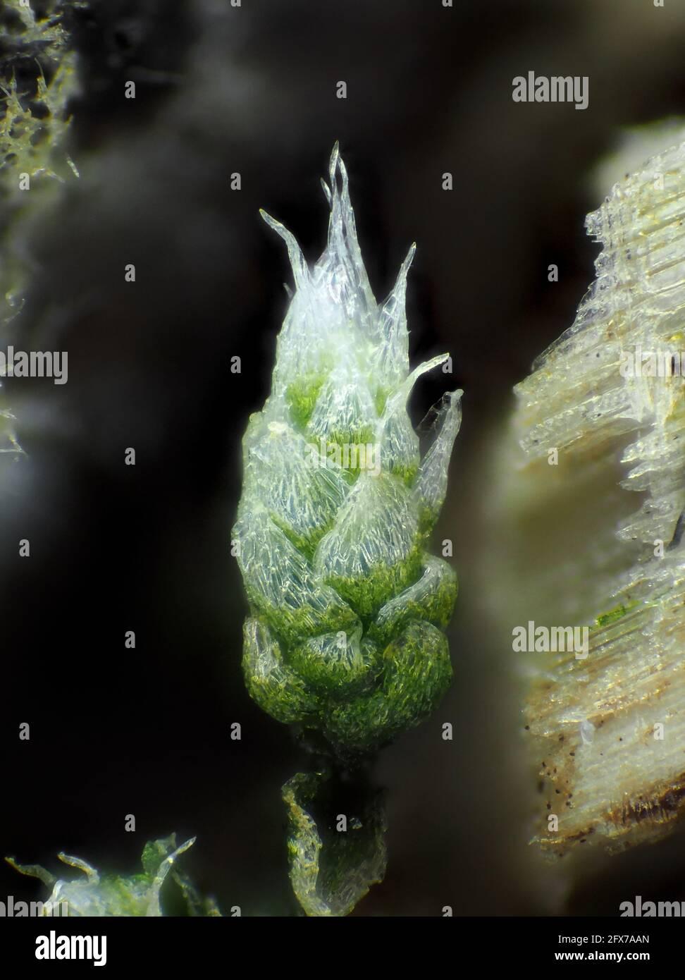 very-young-moss-likely-bryum-argenteum-under-the-microscope-vertical-field-of-view-is-about-11mm-2FX7AAN.jpg