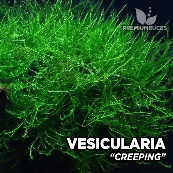 vesicularia-creeping-moss.jpg