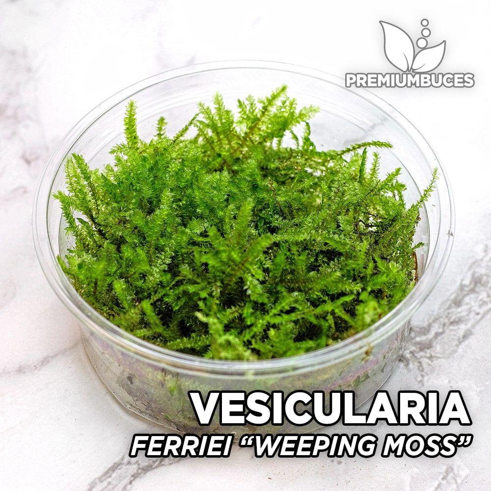 vesicularia-ferriei-weeping-moss.jpg