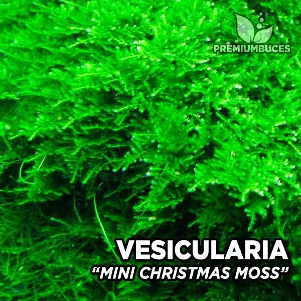 vesicularia-mini-christmas-moss.jpg