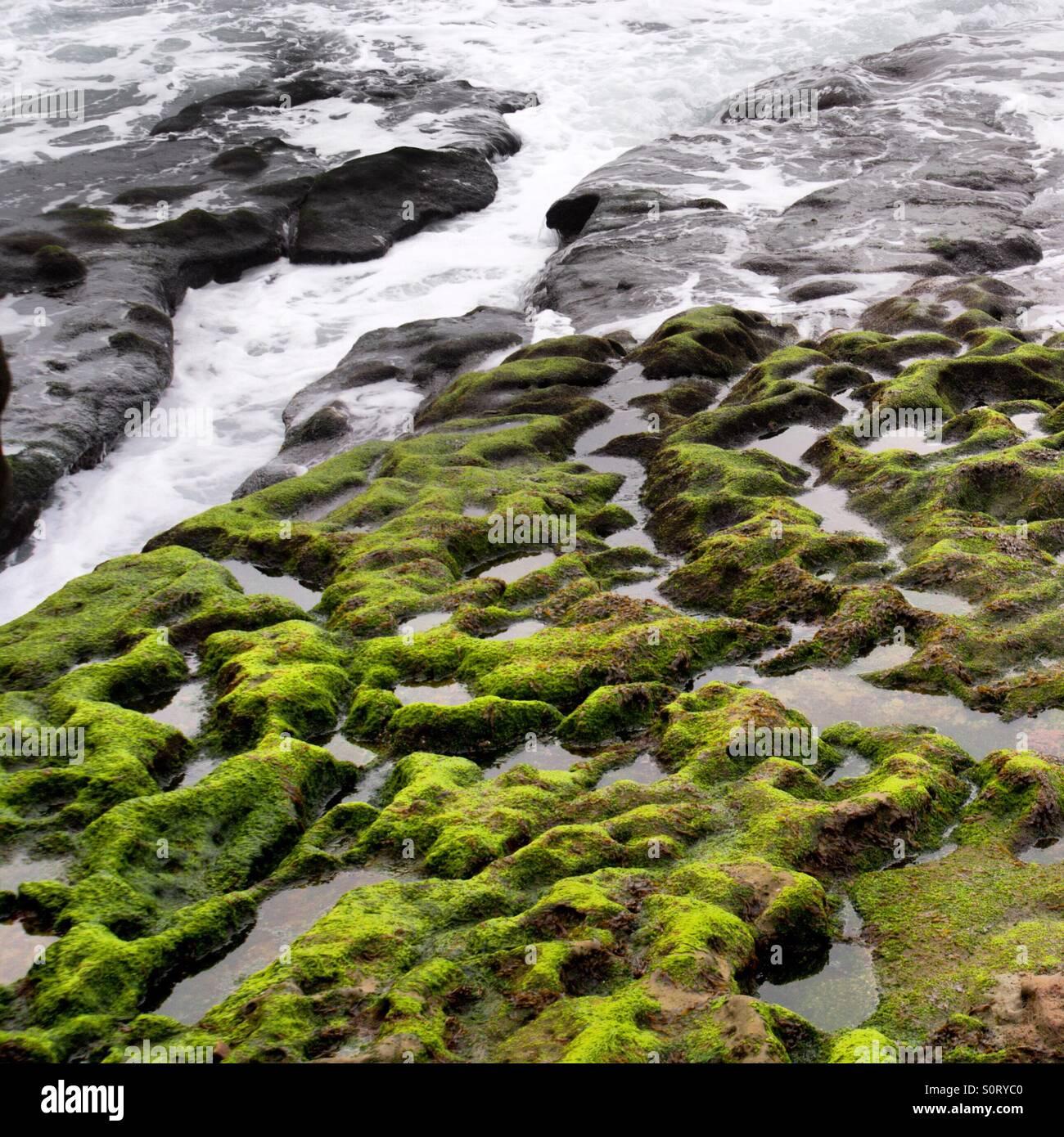 vibrant-lime-green-moss-over-beach-rocks-in-la-jolla-ca-S0RYC0.jpg