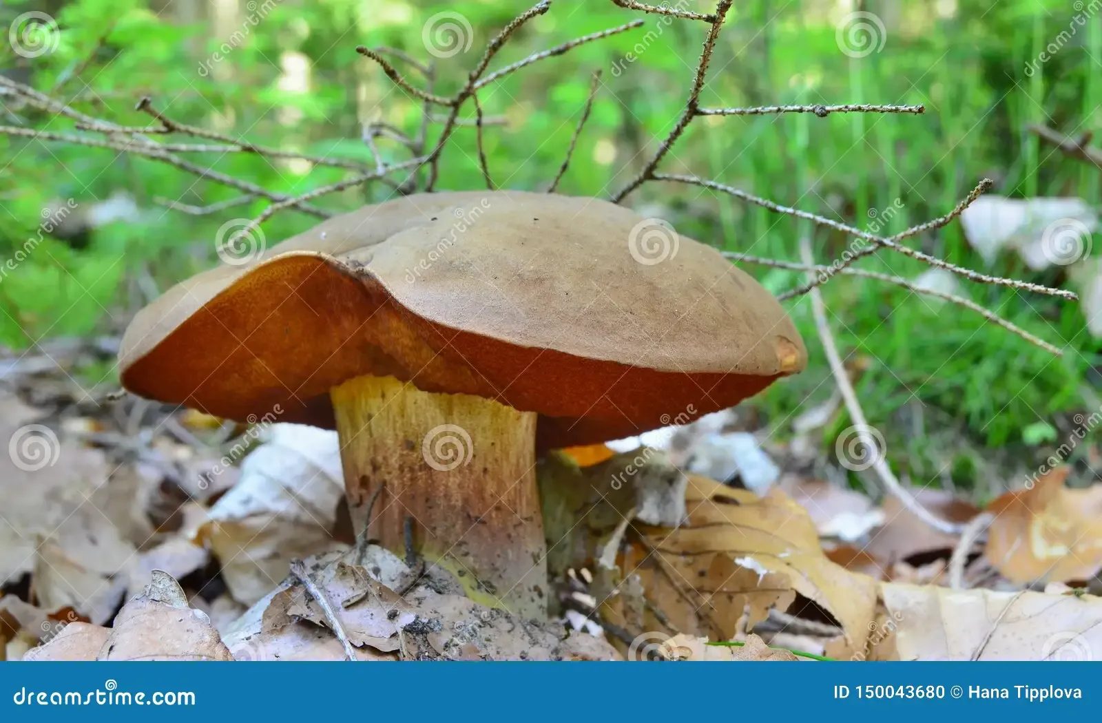 view-autumn-mushrooms-southern-bohemia-czech-republic-150043680.jpg