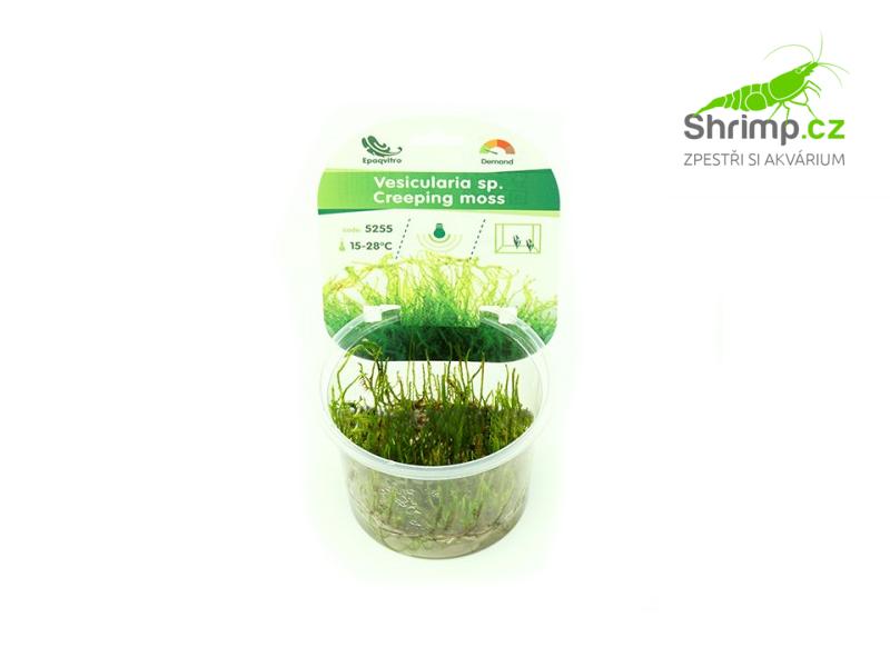 _vyrp11_417creeping-moss-vesicularia-sp-www-shrimp-cz-2.jpg