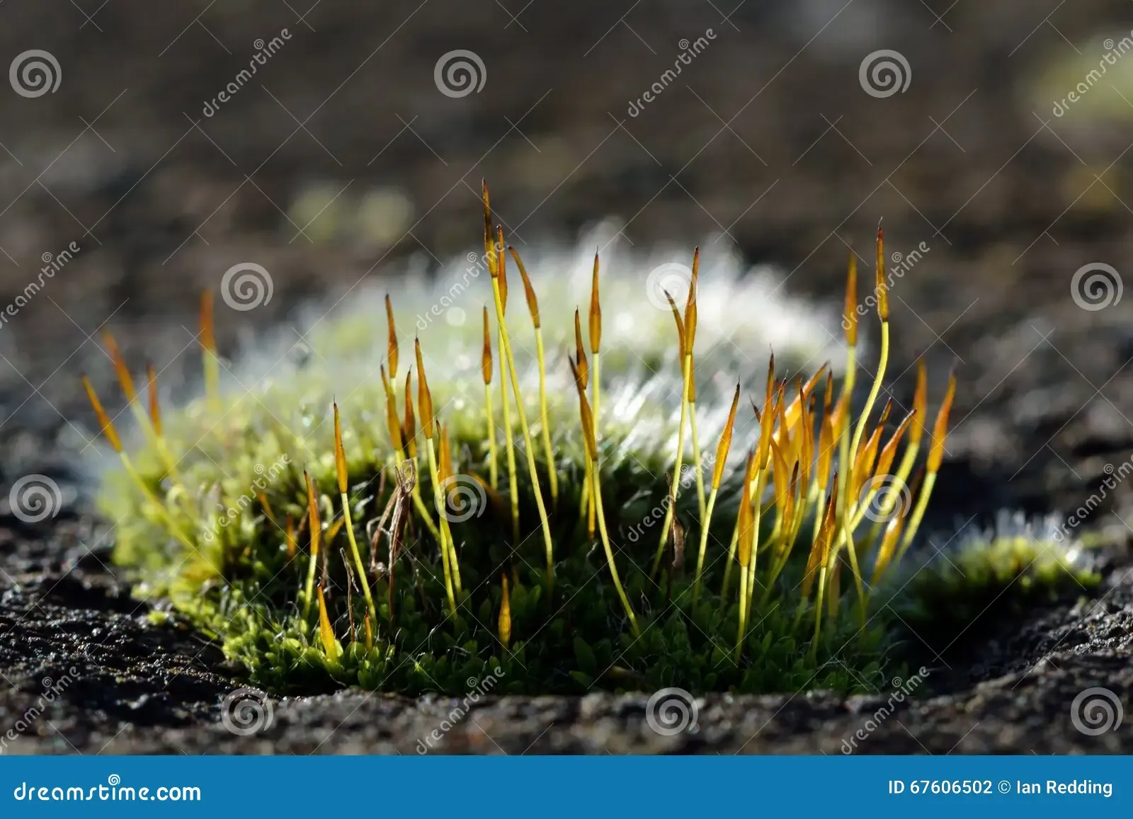 wall-screw-moss-tortula-muralis-cushion-common-showing-sporophytes-silver-colour-projecting-excurrent-nerves-67606502.jpg