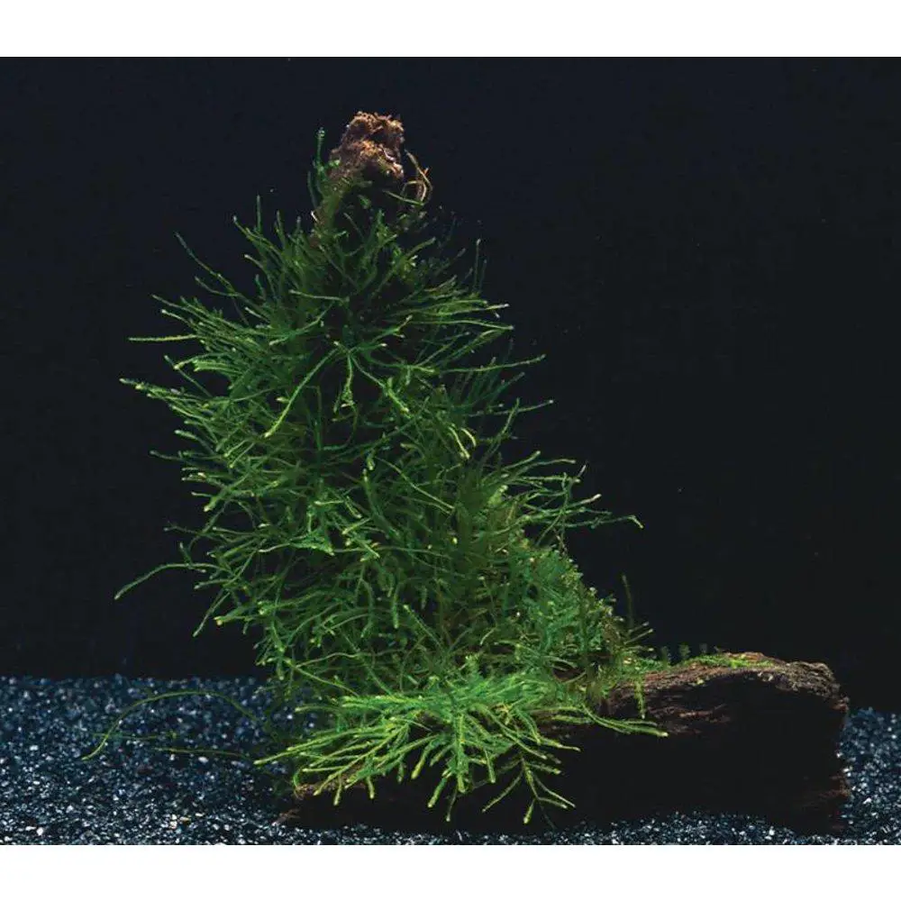 waterplant-bos-vesicularia-dubyana.jpg