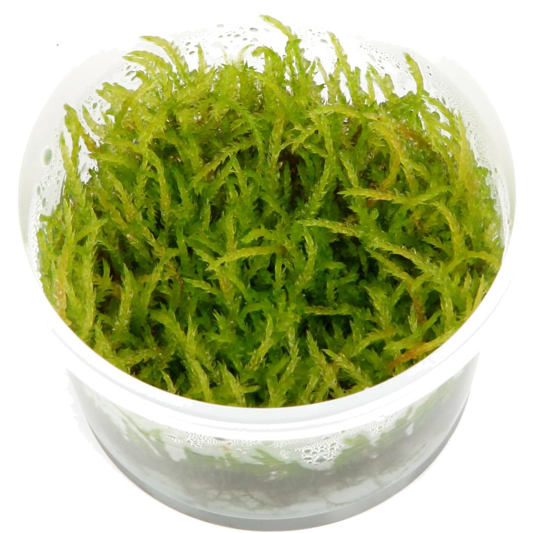 weeping-moss.jpg