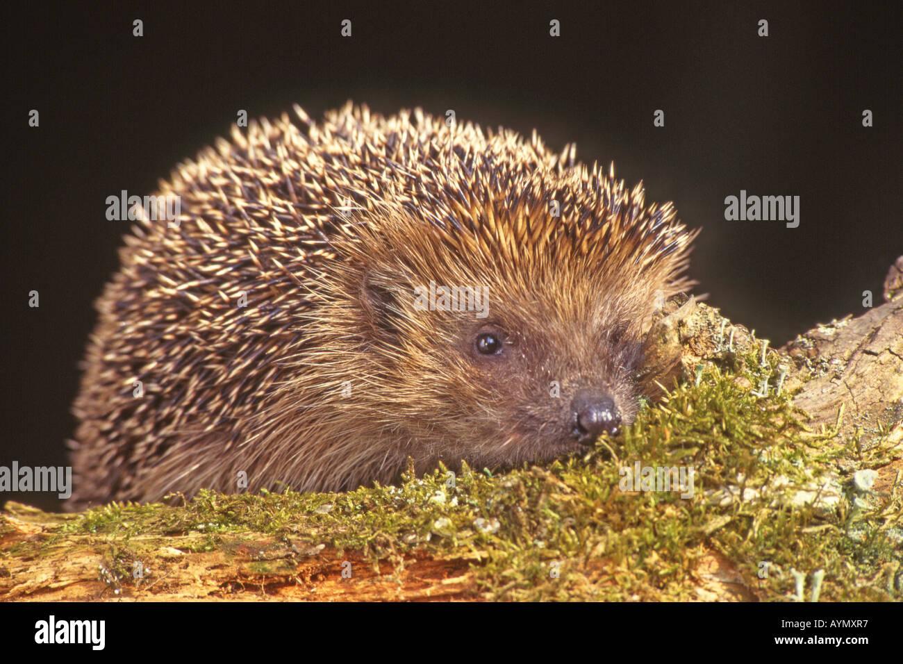 western-hedgehog-erinaceus-europaeus-on-moss-AYMXR7.jpg
