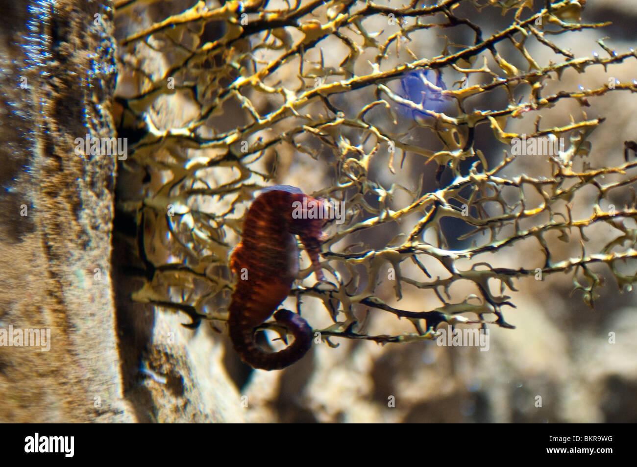 western-spiny-seahorse-hippocampus-angustus-sydney-aquarium-sydney-BKR9WG.jpg