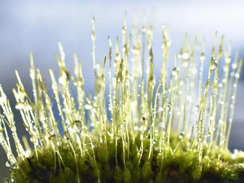 wet-dicranum-moss-spores-blue-extreme-closeup-windblown-raindrops-background-261196346.jpg