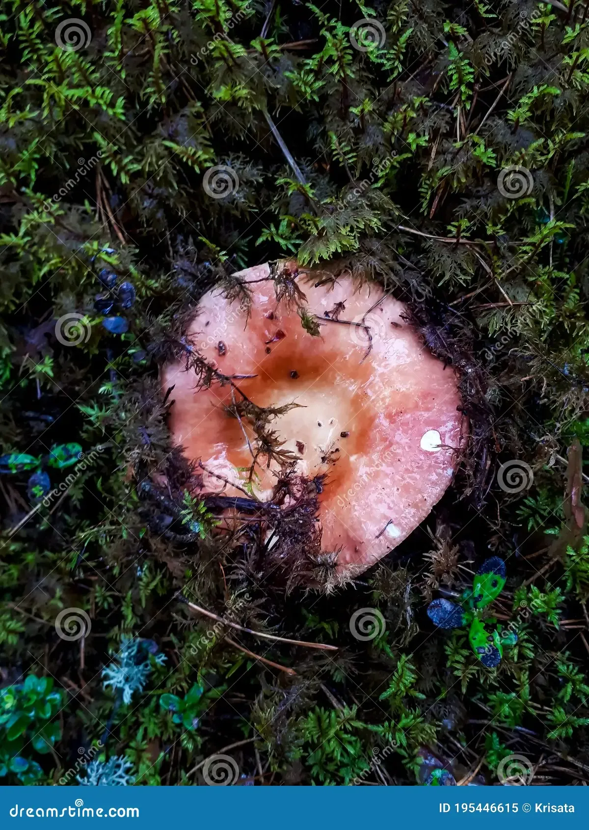 wet-round-pink-mushroom-rosy-russula-rosea-moss-vegetation-autumn-forest-195446615.jpg