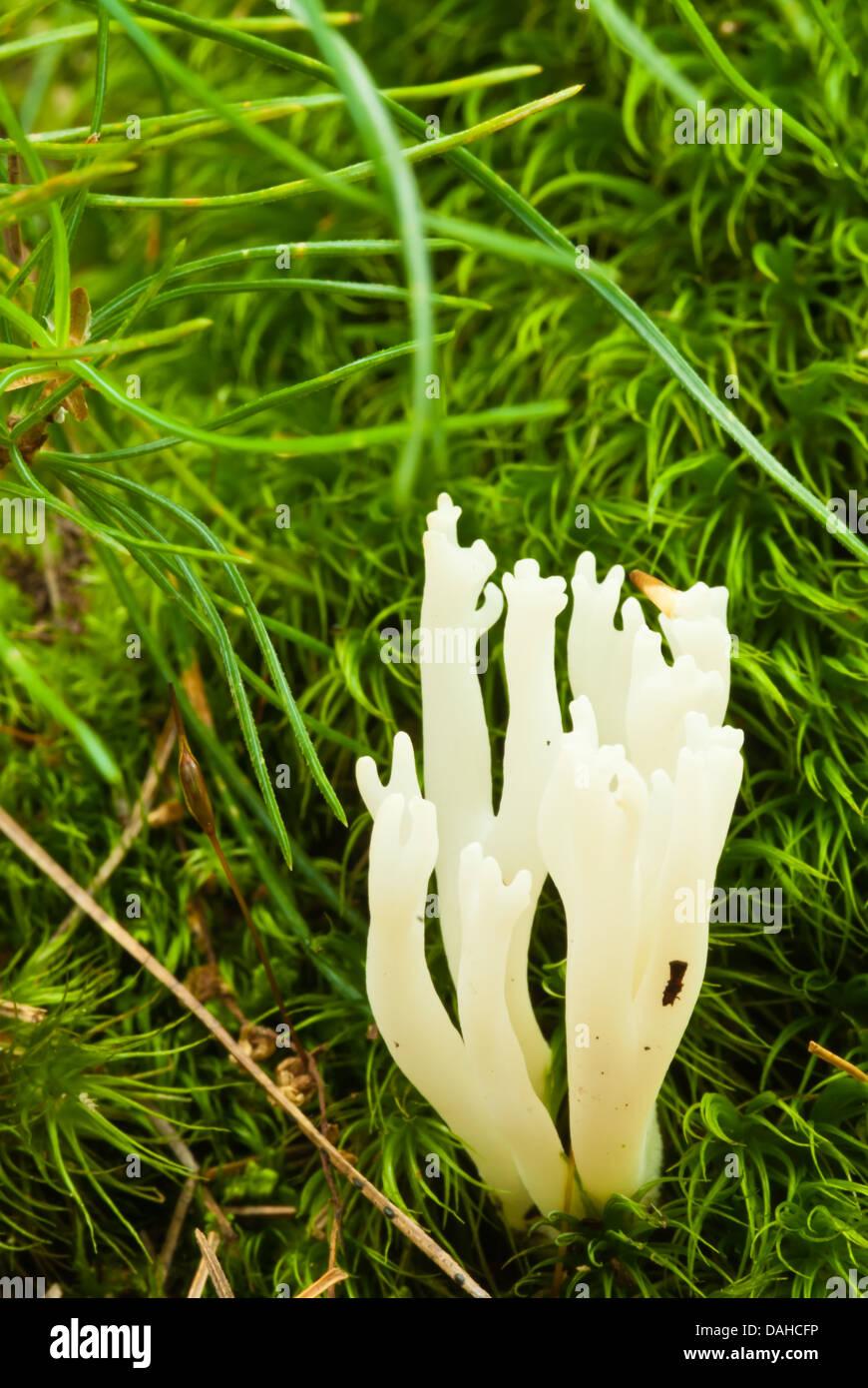 white-cockscomb-coral-fungus-clavulina-cristata-growing-among-moss-DAHCFP.jpg