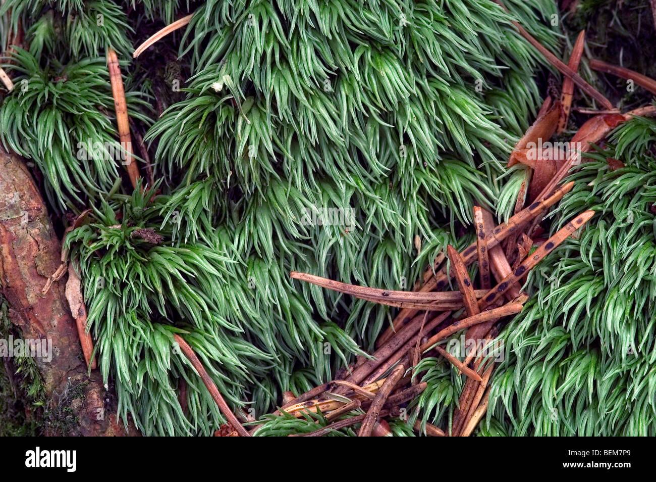 white-cushion-moss-leucobryum-glaucum-luxembourg-BEM7P9.jpg