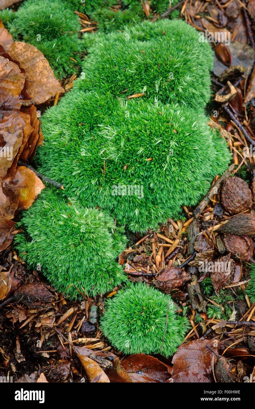 white-cushion-moss-pincushion-moss-large-white-moss-leucobryum-glaucum-F00HWE.jpg