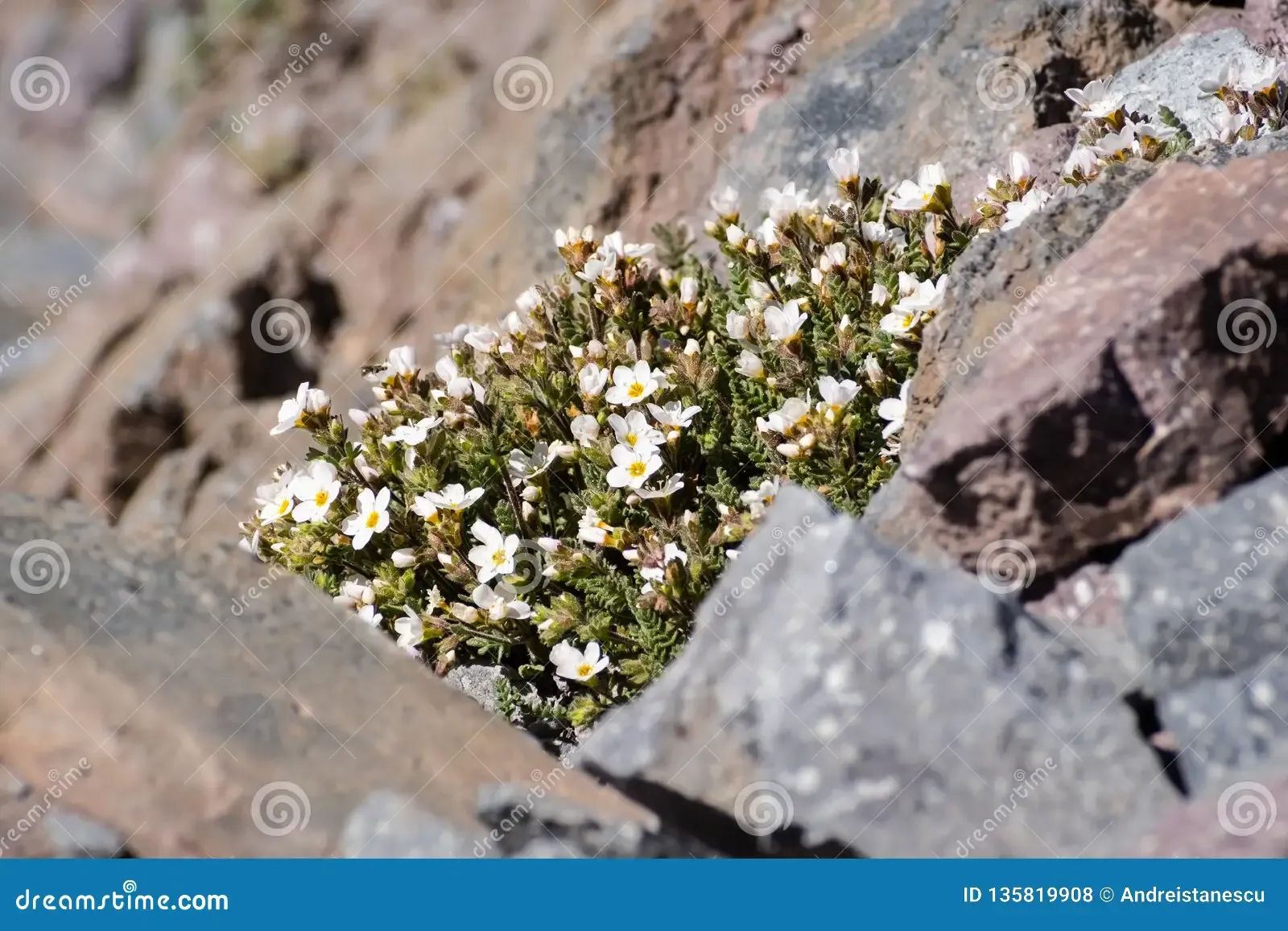 white-flowered-sky-pilot-polemonium-pulcherrimum-var-pilosum-blooming-lassen-volcanic-national-park-high-altitude-135819908.jpg