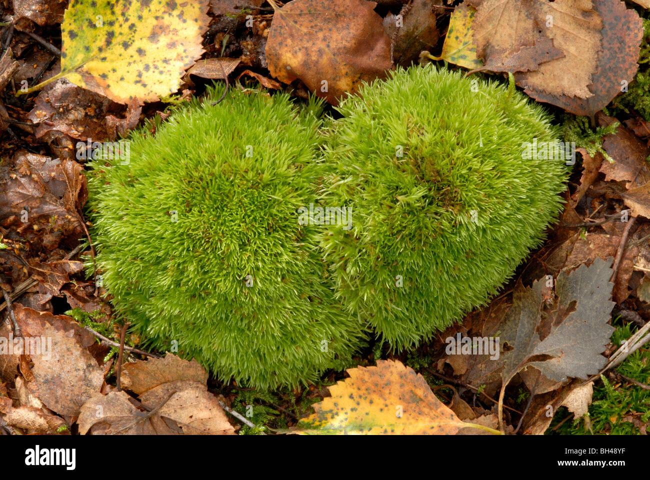 white-fork-moss-leucobryum-glaucum-growing-in-a-characteristic-ball-BH48YF.jpg