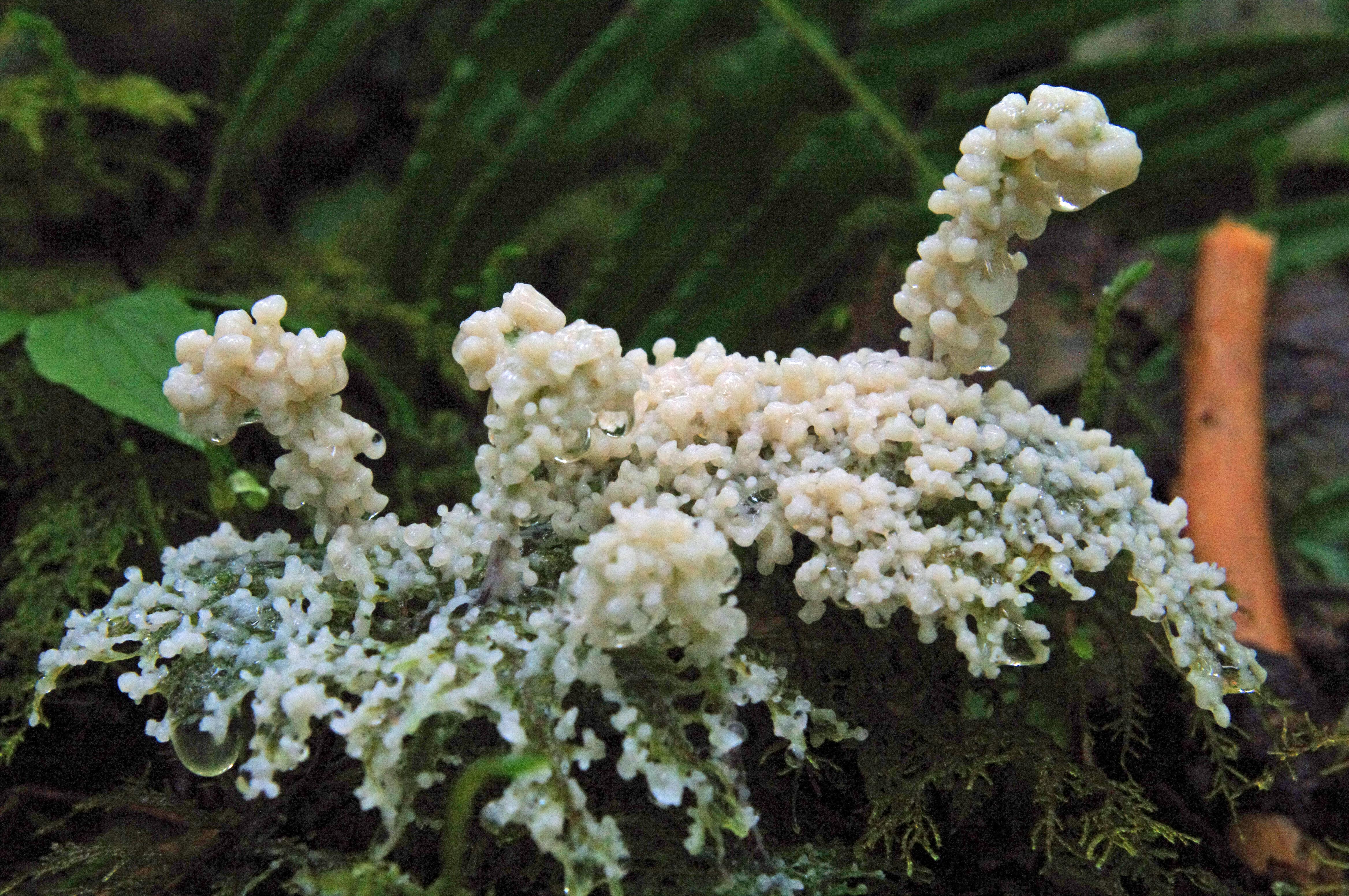 white-slime-mold-on-step-moss-full-monty1.jpg