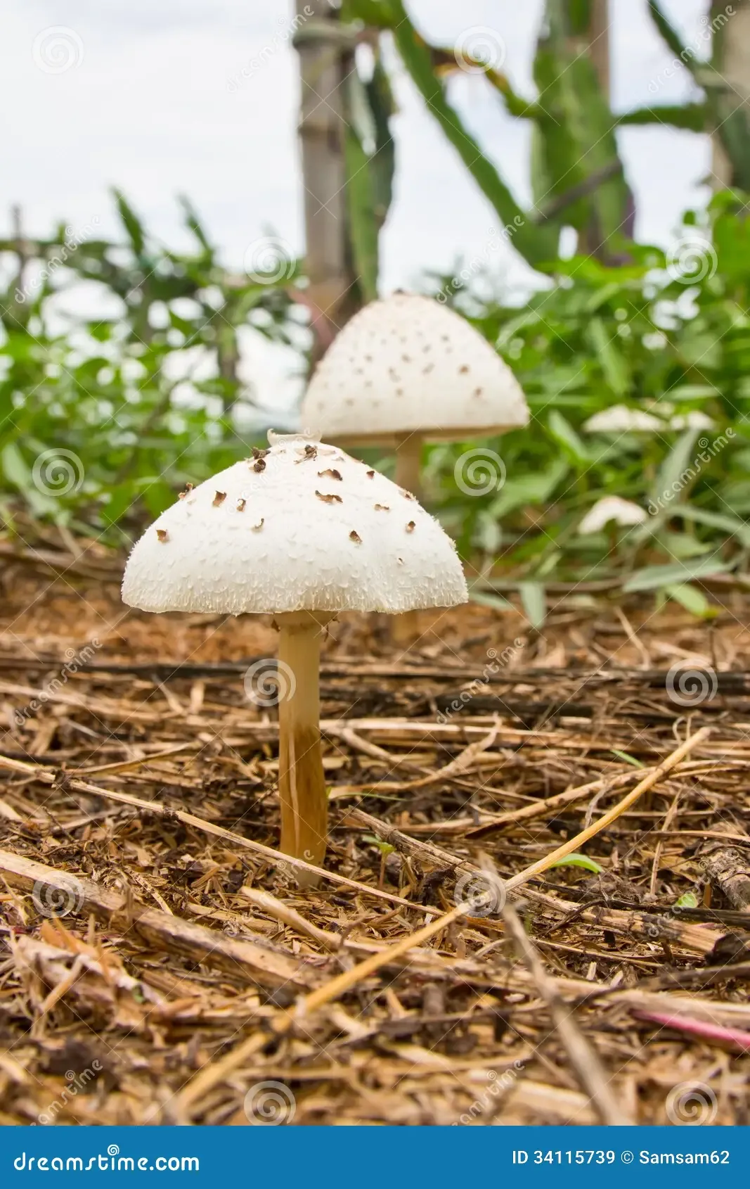 wild-mushrooms-ground-34115739.jpg