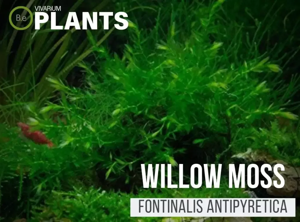 willow-moss-Fontinalis-Antipyretica-1024x758.jpg