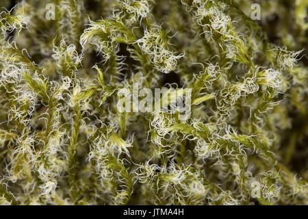 woolly-fringe-moss-racomitrium-lanuginosum-jtma4h.jpg