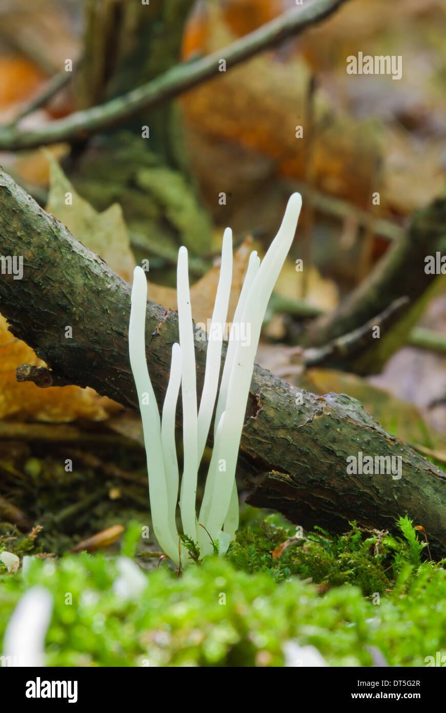 worm-like-coral-fungus-clavaria-vermicularis-growing-in-moss-on-the-DT5G2R.jpg