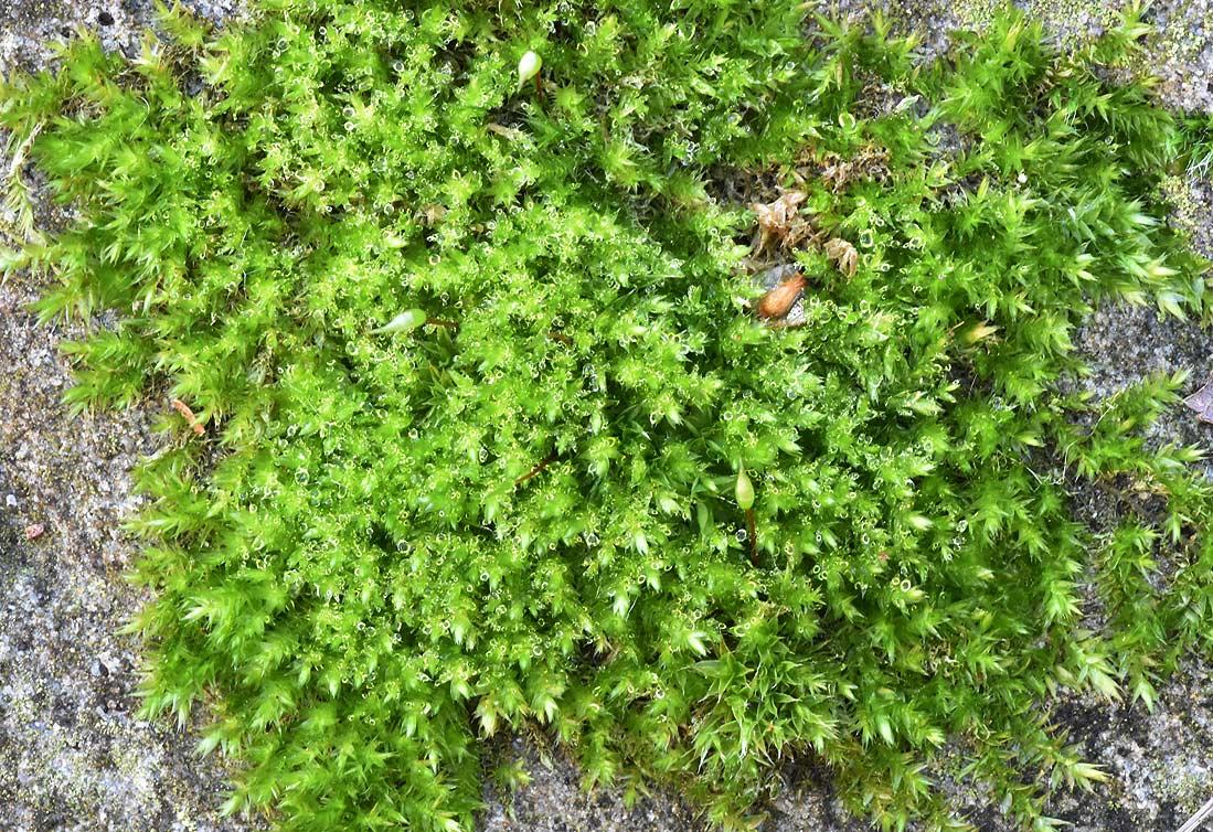 worthing-heene-non-flowering-plants-clustered-feather-moss-15-rhynchostegium-confertum-4-november-5-2020.jpg