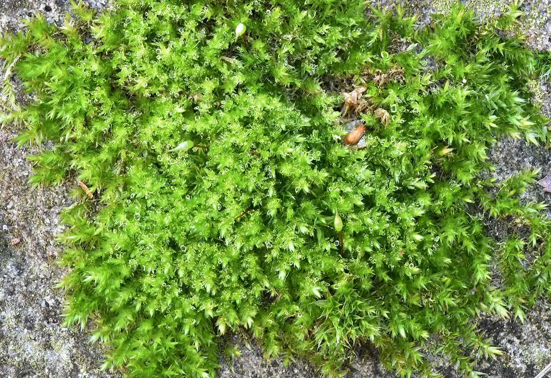 worthing-heene-non-flowering-plants-clustered-feather-moss-15-rhynchostegium-confertum-4-november-5-2020.jpg