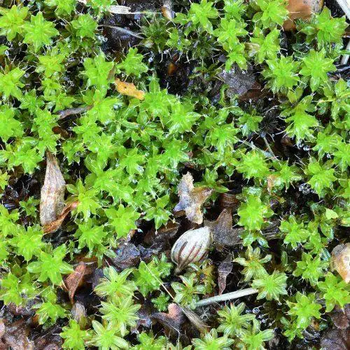 worthing-heene-non-flowering-plants-intermediate-screw-moss-14-syntrichia-montana-1-november-5-2020-aspect-ratio-500-500.jpg