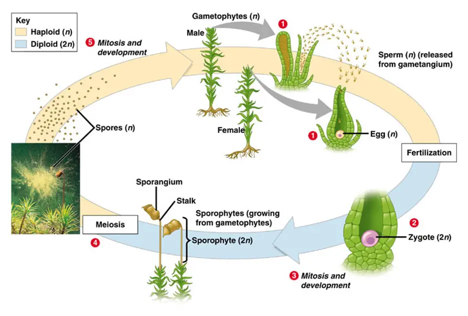 www.askiitians.comonlinetestforumsimages258-1220_moss_life_cycle1320777891720.png.jpg