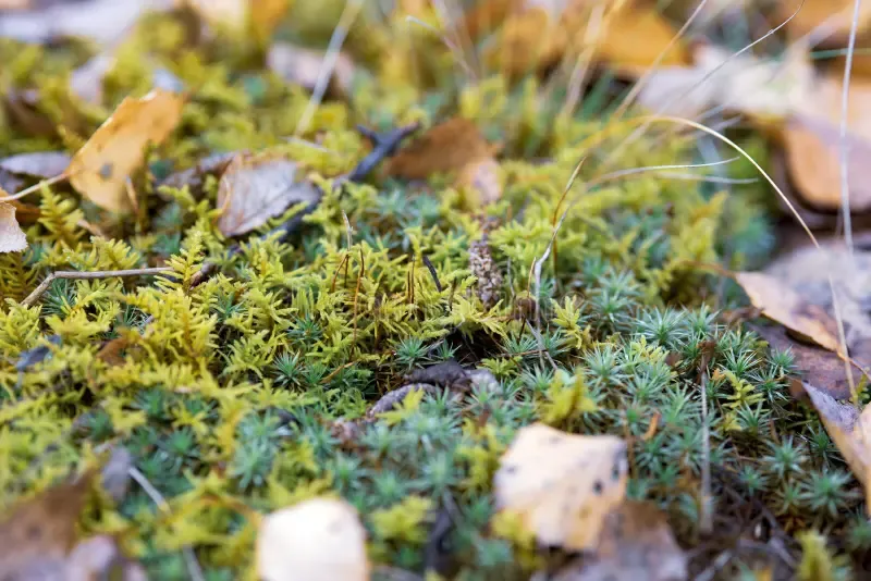 yellow-turquoise-moss-orthotrichum-forest-autumn-macro-shot-blurry-background-207061024.jpg