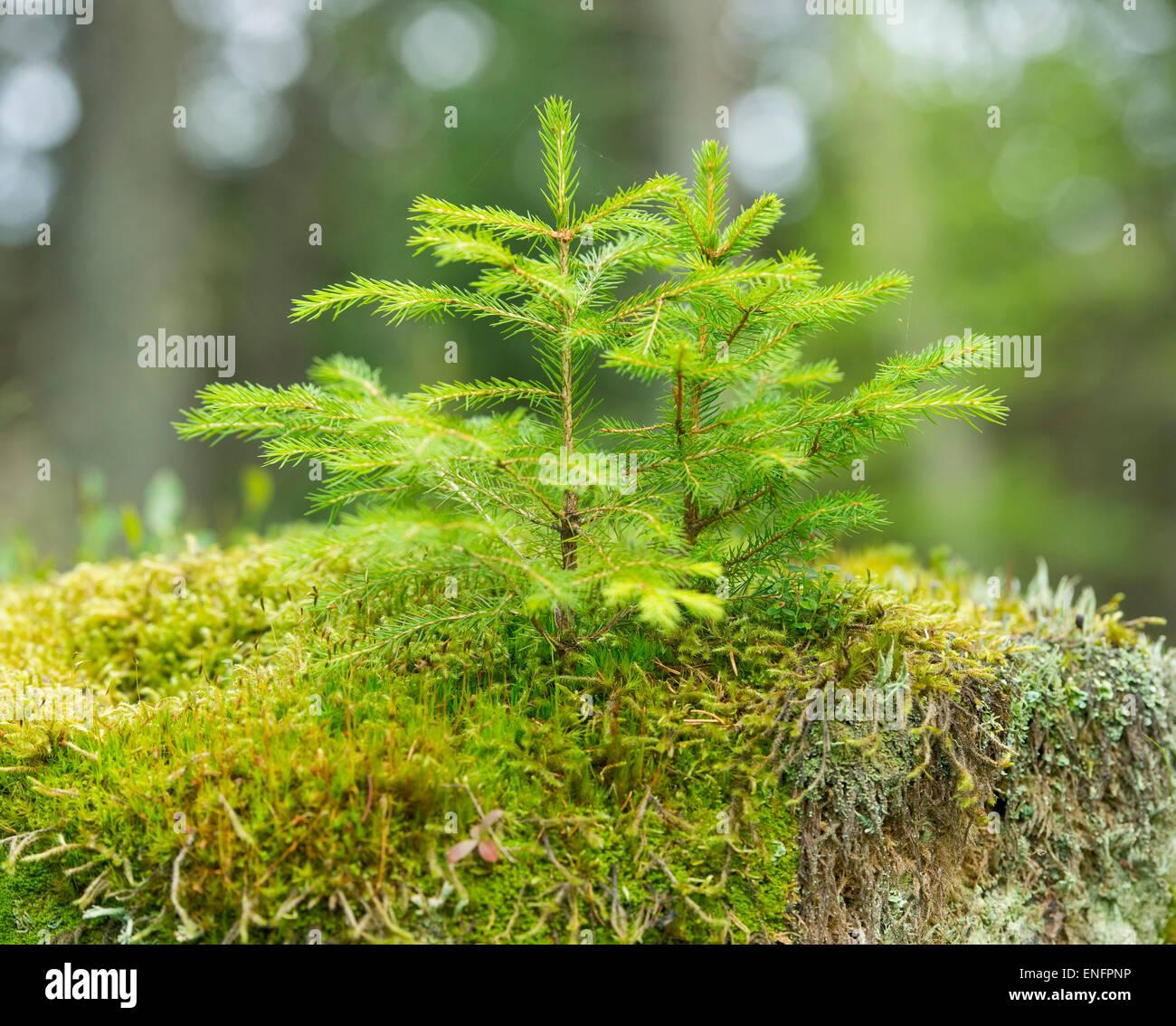 young-norway-spruce-trees-picea-abies-growing-on-moss-harz-national-ENFPNP.jpg