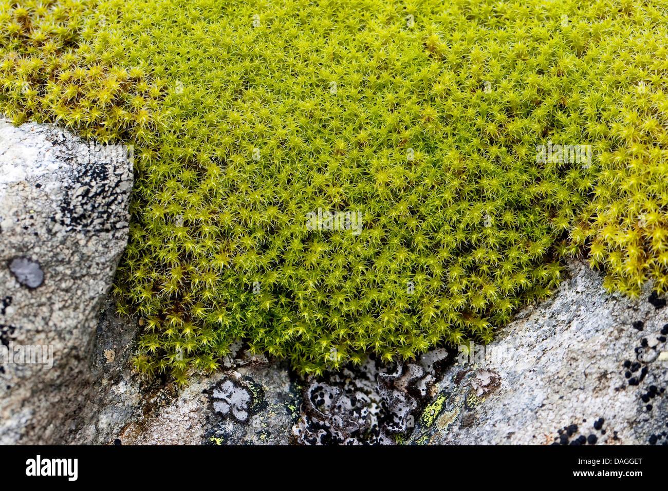 zackenmuetzen-moos-racomitrium-spec-niphotrichum-spec-moss-pad-germany-DAGGET.jpg