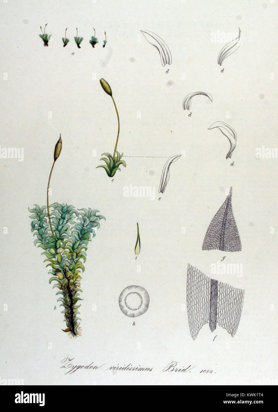 zygodon-viridissimus-flora-batava-volume-v14-KWK1T4.jpg