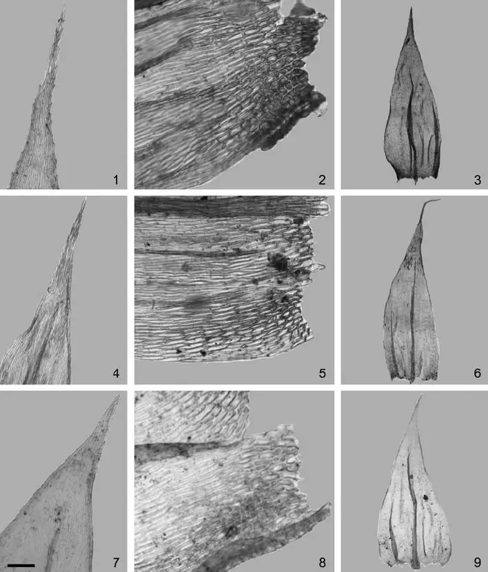 1-3-Brachythecium-campestre-1-3-MUB-36099-1-Leaf-apex-2-Alar-cells-3-Stem-leaf.png