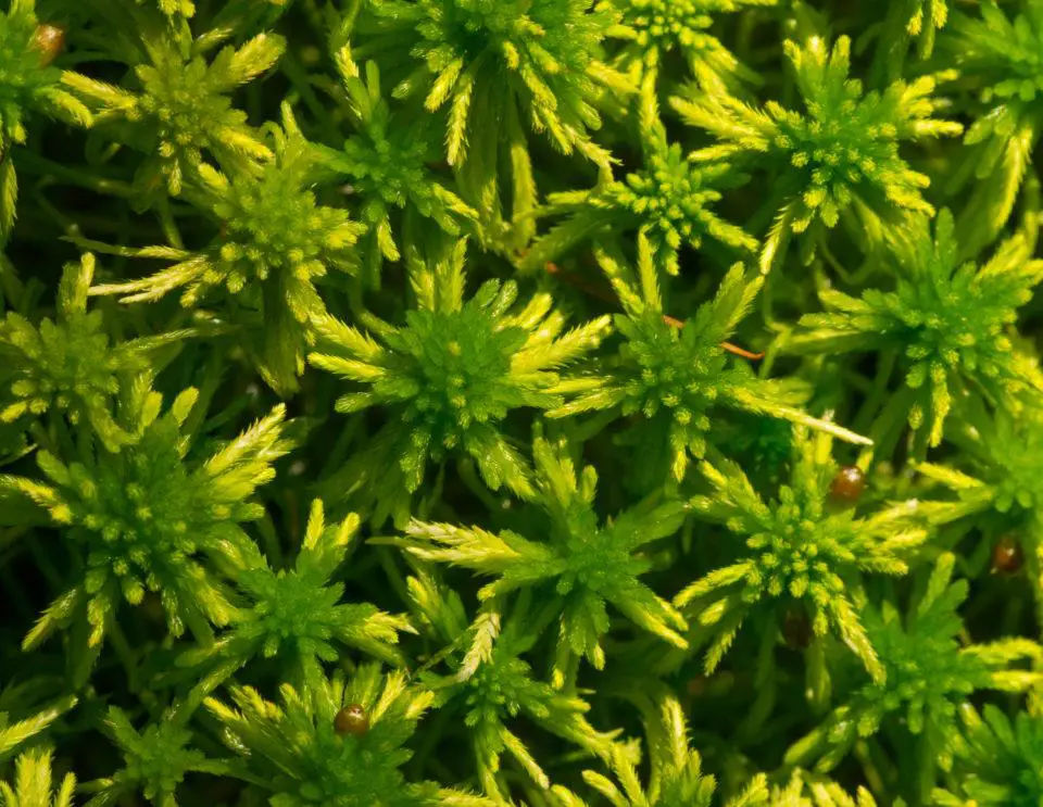 Exploring Sphagnum davidii: A Fascinating Bryophyte | Outdoor Moss