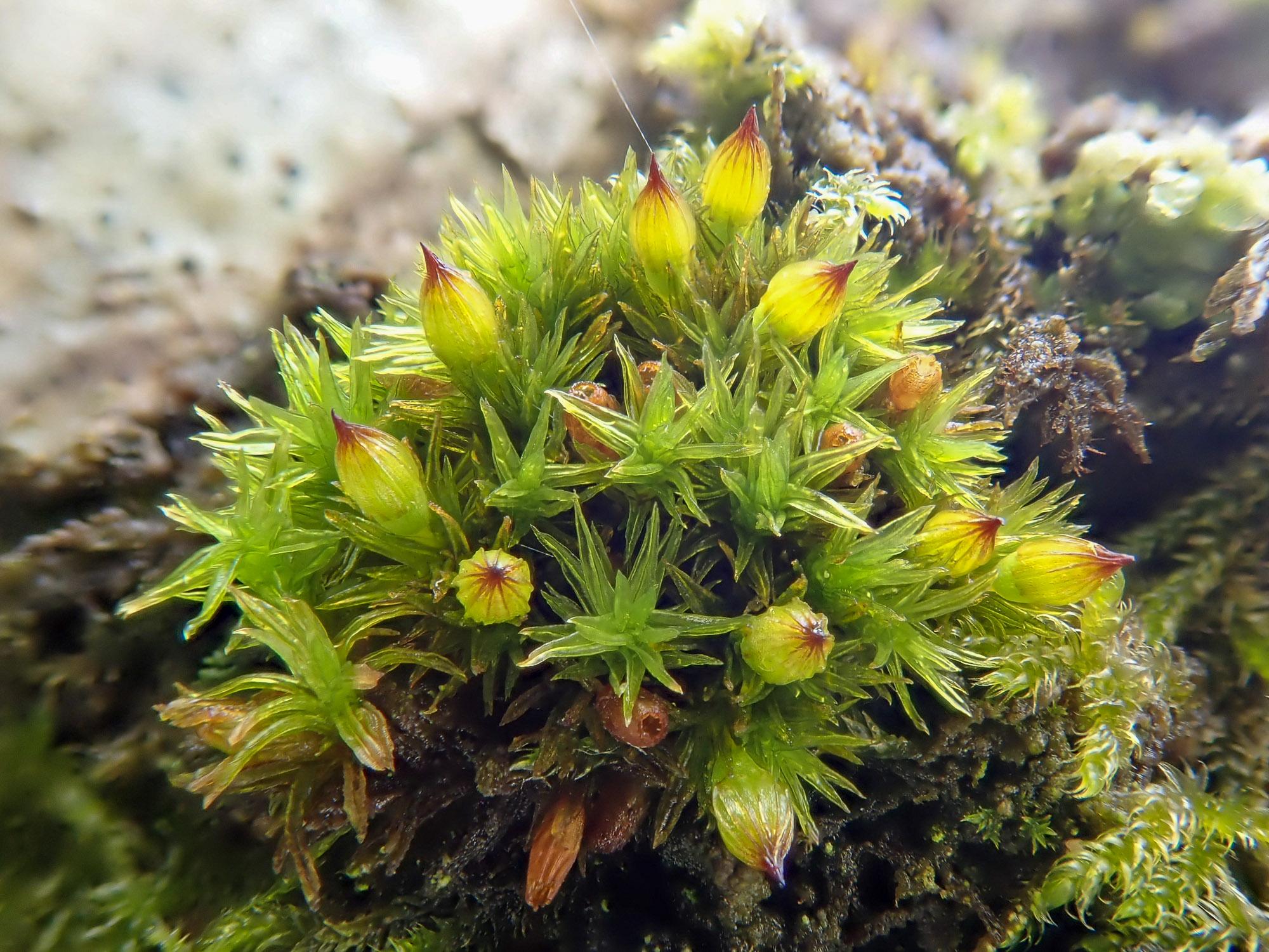 Exploring Orthotrichum: A Remarkable Moss with Global Reach and ...