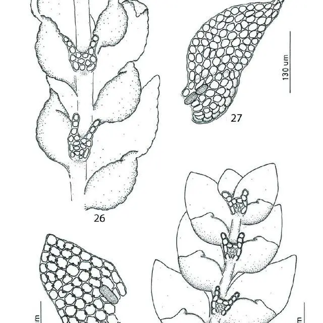 29-Drepanolejeunea-anoplantha-Spruce-Steph-26-Habit-ventral-view-27-Leaf_Q640.jpg