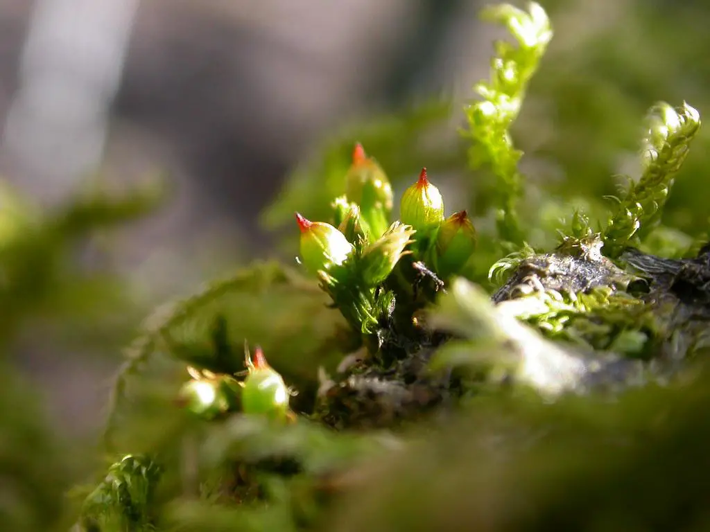 Exploring Orthotrichum: A Remarkable Moss with Global Reach and ...