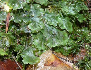 311px-Pellia_epiphylla_200108.jpg