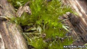 _49547925_thatchmoss(leptodontiumgemmascens)growingonoldthatchontheshopatselworthy,ontheholnicoteestate,somerset2cntpl-rosshoddinott.jpg