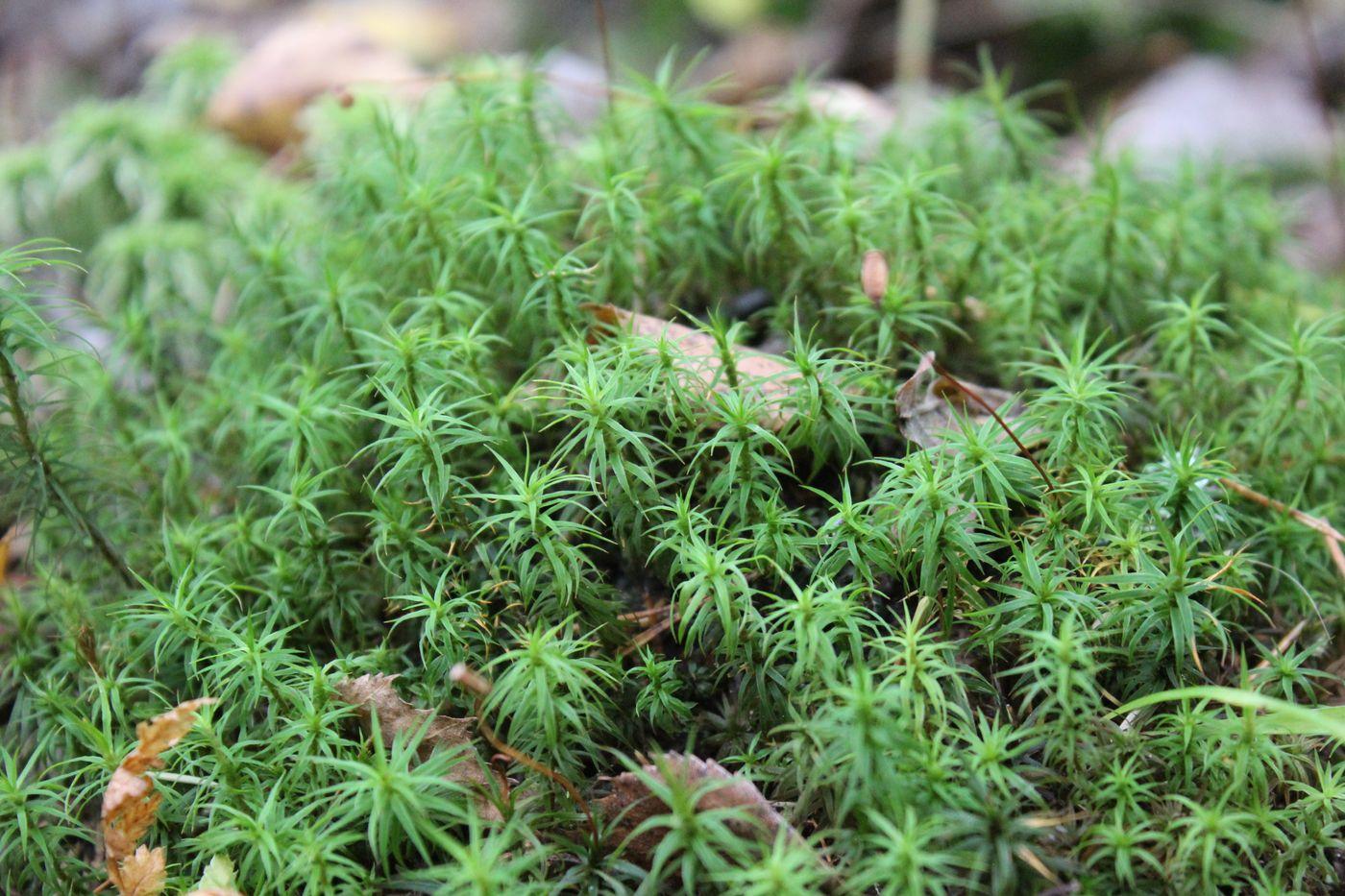 Taxithelium: Explore the Enchanting World of a Remarkable Moss Species ...