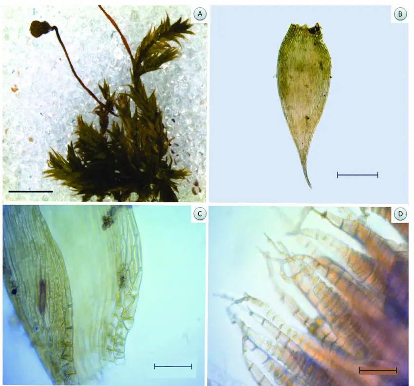 A-D-Isopterygium-byssobolax-Muell-Hal-Paris-A-Habito-de-crescimento-B-Filidio-C.png