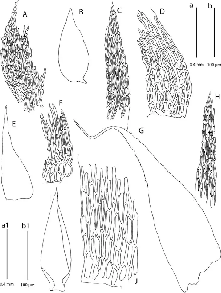 A-E-Taxithelium-kaernbachii-A-Alar-cells-B-Branch-leaf-C-Leaf-margin-cells-D.png