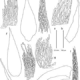 A-E-Taxithelium-vernieri-A-Alar-cells-B-Branch-leaf-C-Leaf-margin-cells-D_Q320.jpg