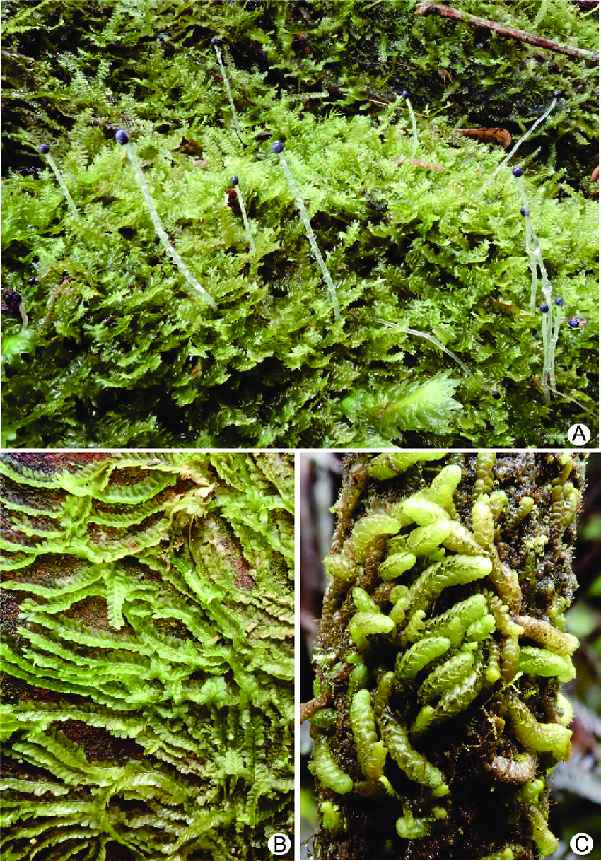 A-Heteroscyphus-coalitus-Hook-Schiffn-plants-with-sporophytes-B-Heteroscyphus.png