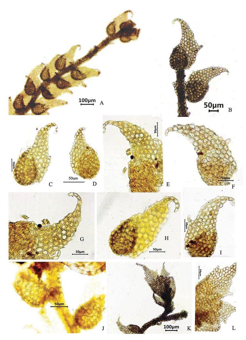 A-L-Drepanolejeunea-ternatensis-Gottsche-Steph-A-portion-of-plant-with-cauducous.jpg