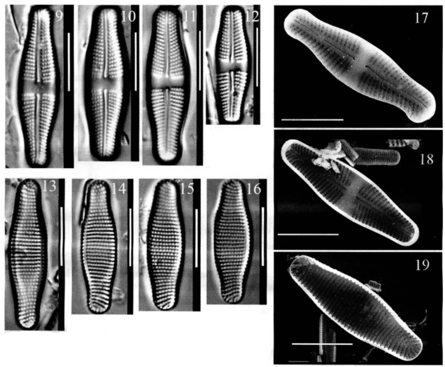 Amauiensis_OrigIll.jpg