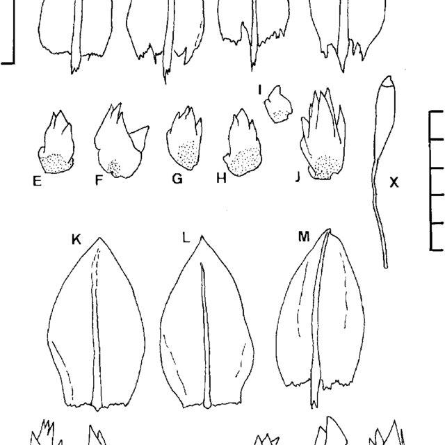 Anomobryum-concinnatum-Spruce-Lindb-A-D-and-K-M-Representative-typical-leaves-from_Q640.jpg