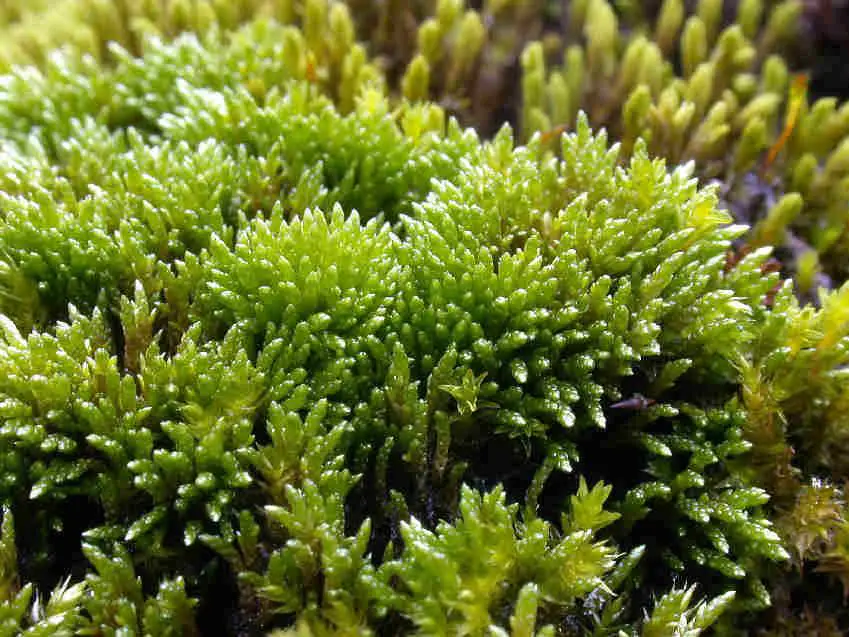 Anomobryum_julaceum_082.JPG