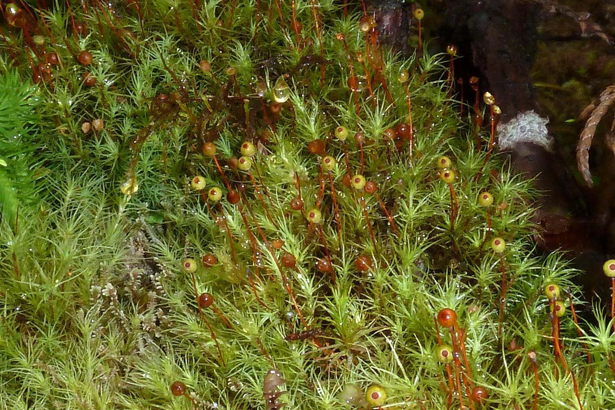 Bartramia-pomiformis1.jpg